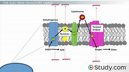 Aerobic Bacterial Metabolism: Definition & Process