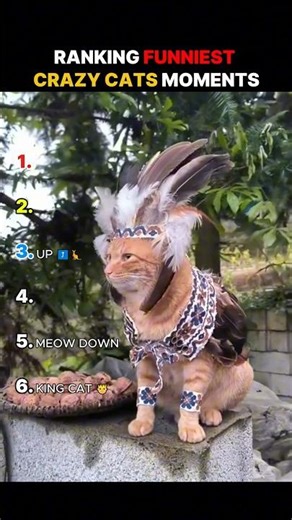 Ranking The Funniest Crazy Cats Moments 😀😂 #ranking #cat #crazy #funnyvideo
