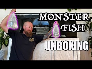Predatory Fins UNBOXING - MONSTER FISH 🐠