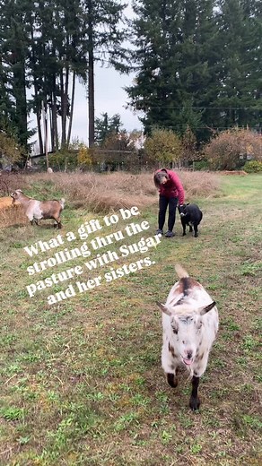 💔Just 2 months ago, we weren’t sure if Sugar was going to make it. We were SO grateful to have emergency funds saved up so we didn’t have to hesitate when it came to hospitalizing this sweet girl. It took multiple vet visits and a week long stay at OSU to nurse her back to health. And just look at her NOW✨🙌🏽🐐!!! We promise our residents a lifetime of stability which includes any medical care they require. Without an emergency fund, we are not able to make that promise. Sanctuary life is not 