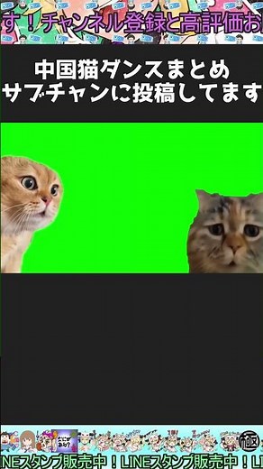 【中国猫ダンス】説教されてる最中なのに踊りだす猫【空気読め】#猫ミーム #catmeme #猫マニ #説教猫 #cat #memes #catmemes #洗澡歌 #人権徴収ミーム