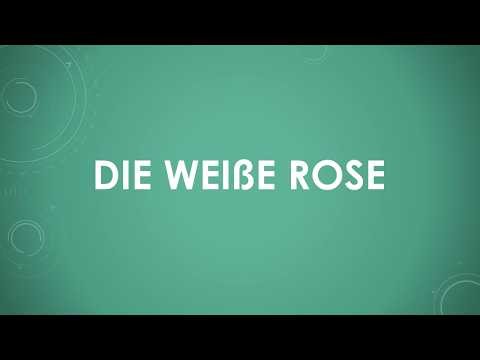 Die Weiße Rose