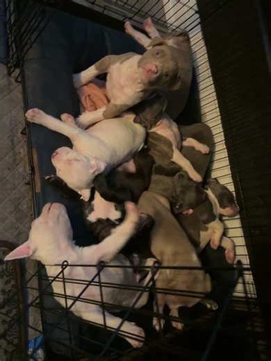 XL bullies for sale Barrie Ont 1500-3000