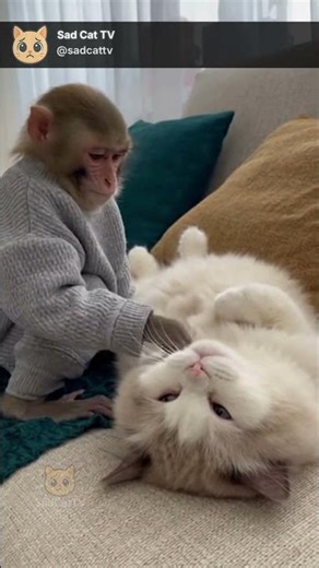Serious Monkey Gives Cat a Massage... And the Cat’s in Heaven! 😂🐒