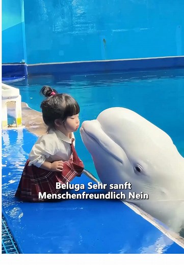 Wale und ihre Beziehung zu Menschen: Harmlos oder gefährlich?