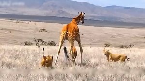 20K views · 202 reactions | 10 Famous Animal Battle Scenes! For example, rabbits abuse snakes #battle #animals | Africa Journey Nature Experience | Facebook