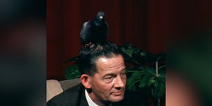 People can't get enough of this 1969 man who has pigeon living on his head
