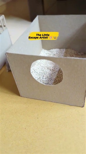 Why Does My Hamster Keep Escaping? 🐹🤔