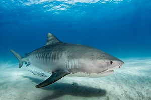 Drone Captures Tiger Shark Feeding Frenzy On A Massive Blue Whale Carcass