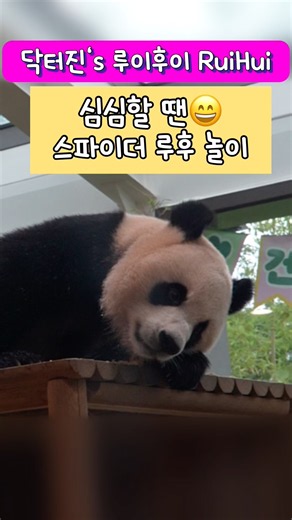 🔮스파이더 루후놀이🥱심심한 오후💟루이도 대롱대롱💕후이도 대롱대롱🌼쌍둥이의 쌍둥 스파이더놀이