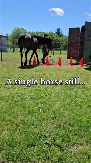 A single horse still needs a herd. Horses are social animals. Connection isn’t optional for them — it’s a need. When you have a herd of one, success depends on intentional management. Routine, enrichment, and human consistency matter far more than most people realize. Not everyone boards. Not everyone can afford or manage multiple horses. And while horses generally do best with other horses, some can adapt and thrive with just their human — when their needs are thoughtfully met. A herd of one me