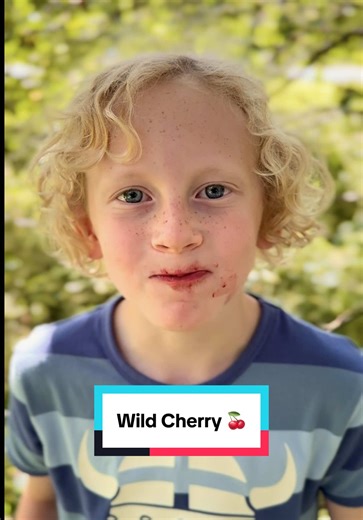 This week, Arthur and Syybie 🧒🏼👧🏼 found the most amazing cherry tree completely loaded with delicious, sweet cherries! 🍒 We collected around 3kg of wonderful, juicy cherries, which would have cost around £30 in a shop! We made some jam, an amazing cherry pie 🥧 and made some dried cherry prunes to use at Christmas. 🆔 Prunus, sp. The Cherry Tree 🍒🌳 #nature #foraging #forage #foraged #forager #naturelovers #cherry #cherries