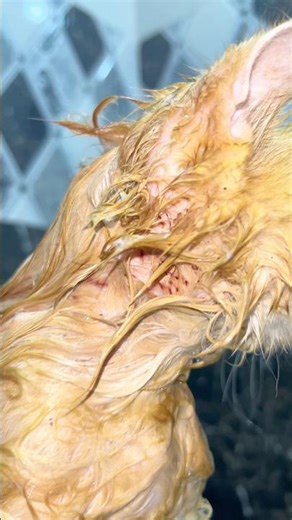 Best Cat flea shampoo ✨ ! Cat videos ! Persian cat ! Cat voice ! Cat sound ! Cat shampoo ! Cats