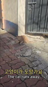 EDKR Ep.10 – The cat runs away | Today’s Korean Expression