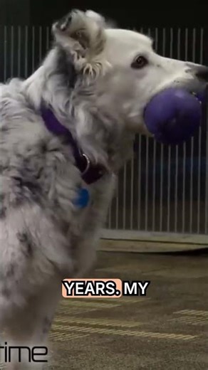 Chaser: The Smartest Dog in the World