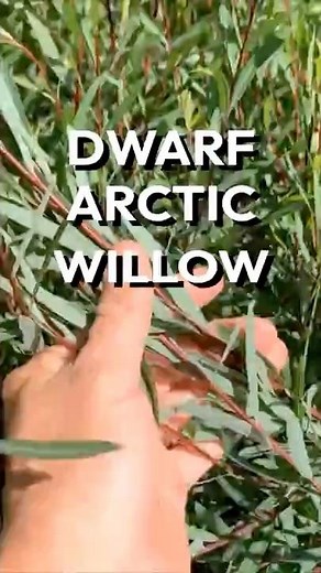 Dwarf Arctic Willow (Salix purpurea 'Nana') Identification and Features