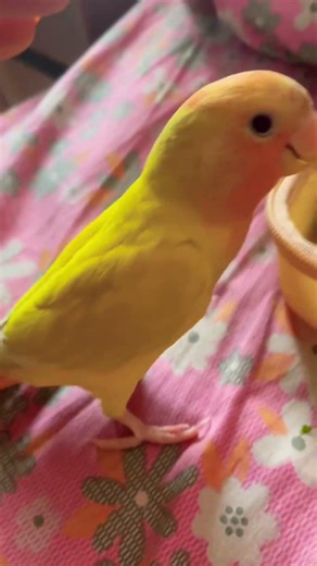 সেতো হিরোইন☺️#trending #birds #parrot #funny #memes #shorts #pets