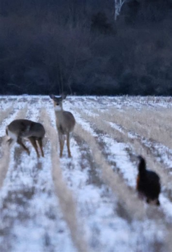 🦃🦌 Michigan winter wildlife crew—turkeys AND deer sharing the snowy field! 😍 Fact: They often forage together in winter for food. Ever seen turkeys deer hanging out? 👇 #MichiganWildlife #WildTurkey #WhitetailDeer #PureMichigan #FrozenMichigan2026