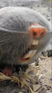 Lesser blind mole rat and spotted tailed quoll rare and unique animals hard to see them ##lesser##blind##mole##rat##spotted##tailed##quoll##rare##unique##endangered##animals##nature##wildlife##animals##reel##dira##saha# | Dira Saha