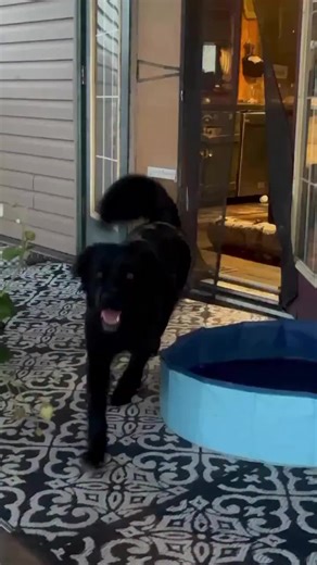 The best part of summer at Diddles house is evenings spent outside together. When I say there is no where else better to be l mean it, here is a little bit of our evening last night, no two evenings #raccoon #diddlesdoes #animalvoiceover #raccoons #raccoonsofinstagram