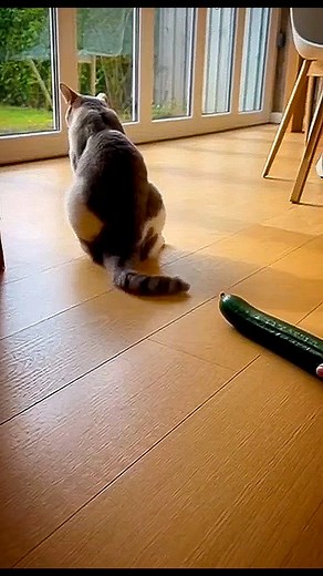 6.8K views · 77 reactions | Brace yourself… because this innocent cat...