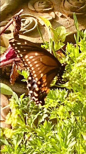 Black swallowtail butterfly laying her eggs #swallowtail #butterfly #butterflygarden