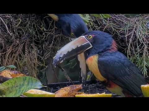 Collared Aracaris Go Bananas At Panama Fruit Feeder Cam | Feb. 5, 2026
