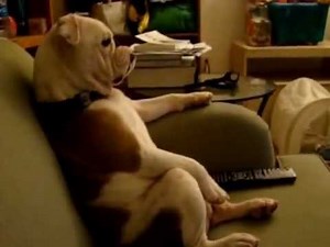 Outrageous - English Bulldog Sitting on the Couch and Watching TV