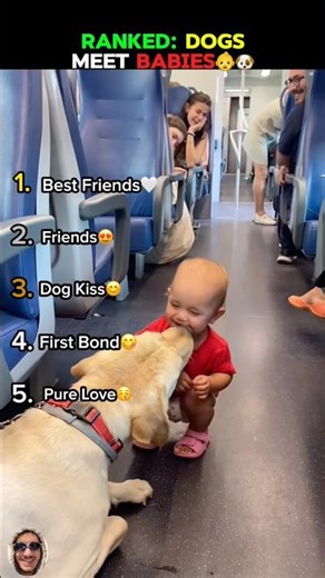 RANKED: DOGS MEET BABIES #dogsmeetbabies #cutedogs #dogreactions