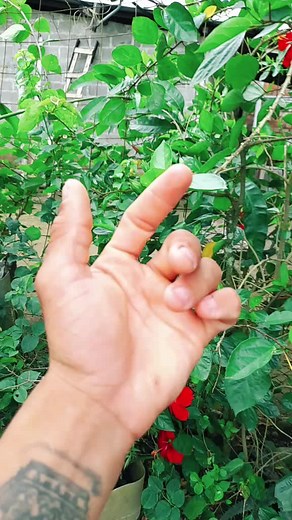 Videos de jhonalexusuga968 (@jhonalexusuga968) con “sonido original - Juan Cabrera”