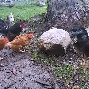 64K views · 950 reactions | Chicken Mating Rooster Crowing and Free Ranging #kuroiler #chicken #chickenlover #BarredPlymouthRock #mating #reelsvideo #reelsfypシ #reelsvideoシ #ostrich #ostrichfarm | Zalatt Organic Farm | Facebook
