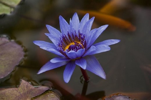 All You Need to Know About the Majestic Lotus Flower