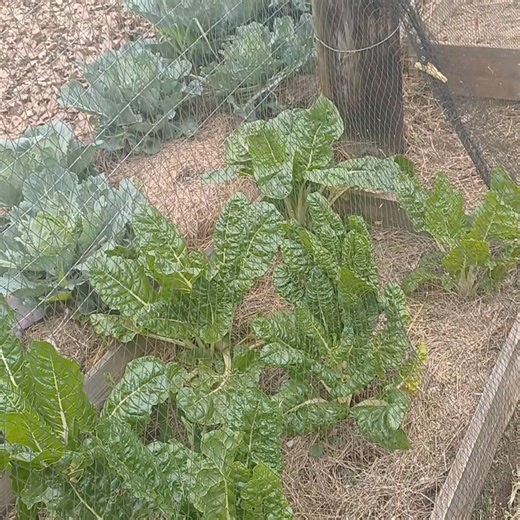 Spring has sprung and the grass has definitely woken up! The new garden has so many elements to it that need attention, it hard to choose what to do next! I am focussing on getting the beans germinated, and potatoes planted (had to wait because of the colder area we are in now). At the same time I am planting the fruit trees and trying to develop a relaxation space with flowers under the Elderberry Tree (it's not dead as I thought it was - it just shows what a little human tlc can do for neglect