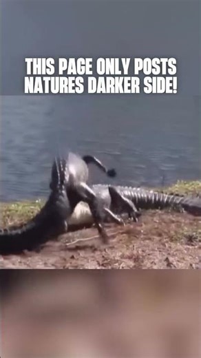 Two Giant Alligators Battle in Brutal Fight | Terrifying Clash of Titans