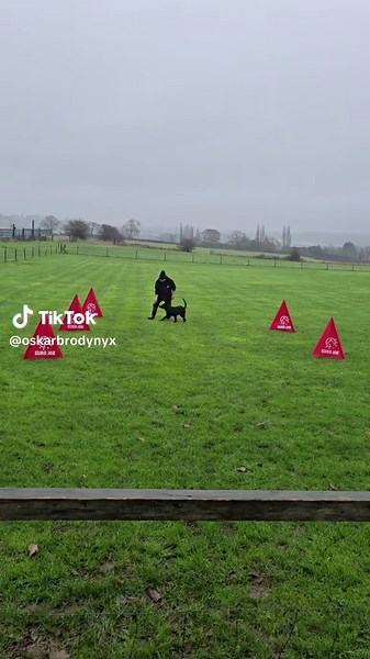 🤣🤣#dogsoftiktok #gsdpuppy #doglove #igpgsd #igp