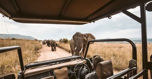 Safari packing list: Must-haves and what not to bring