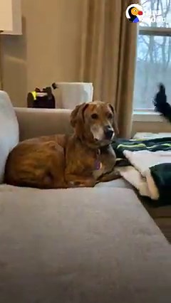 Rescue puppy who was scared of dogs refused to go outside — now he paws at his harness to let his mom know it's time for the dog park 💜 | The Dodo