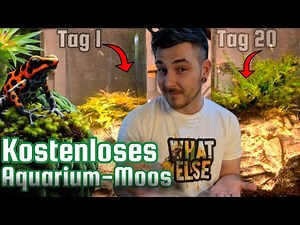 Kostenloses Moos aus dem Garten zum Aquarium-Moos transformieren !