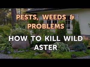 How to Kill Wild Aster