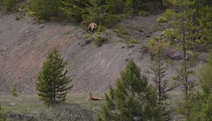 Video: Rare Encounter Between Mountain Lion and Bear | OutdoorHub