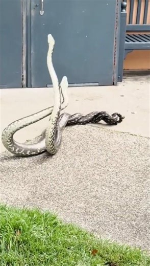 Two big python are fighting #shortvideo #video #youtubeshorts