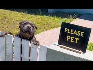 Pit bull waits at fence every day hoping for gentle pats
