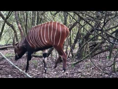 Mount Kenya Wildlife Conservancy Celebrates Birth of 100th Mountain Bongo -#Tourism in Kenya🇰🇪