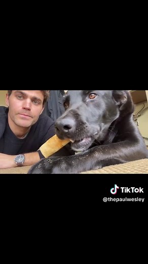 Paul Wesley y su perro Greggy: Momentos divertidos
