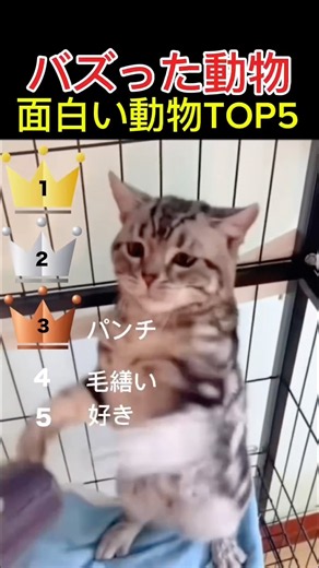 世界でバズったおもしろ動物動画TOP5 #shorts #funny #foryou #fyp
