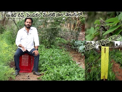 About Rocket Leaves First Time In Telugu || Grow Rocket / Arugula || Effective Pest Killer Stick