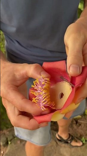 This Tree Makes Cannonballs 😆 #fruit