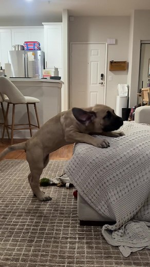 Mastiff Puppy Journey: From Baby to Beautiful