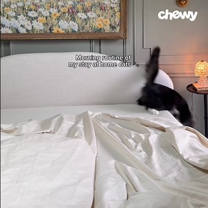 5.3K views · 155 reactions | With Chewy, get all your cats mealtime faves from Fancy Feast | Chewy | Facebook