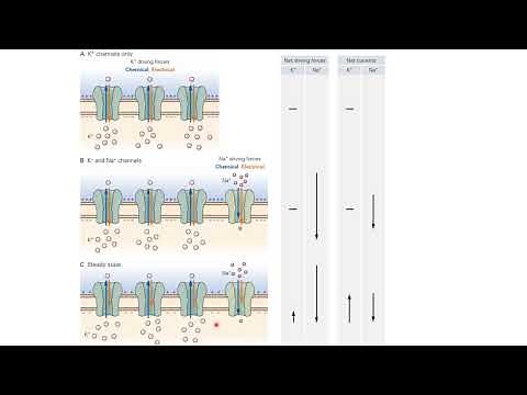Neurobiology 2.9: GHK equation for membrane potential